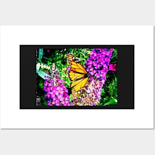 Monarch Butterfly on Purple Flowers Posters and Art